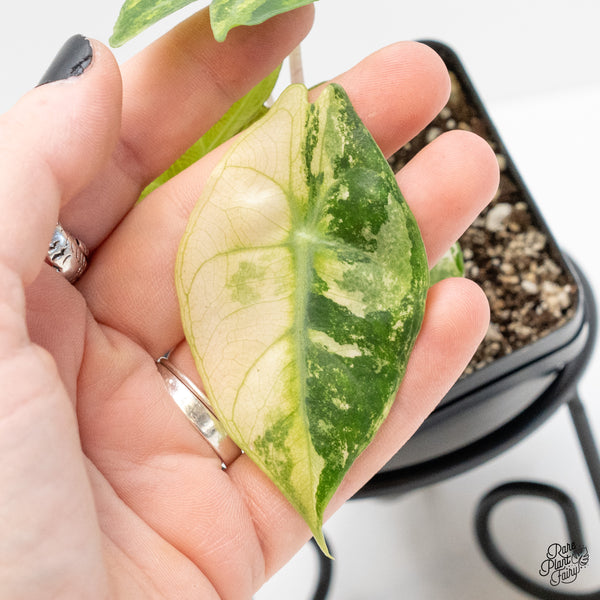Alocasia 'Nairobi Nights' Variegated (wk4-L)