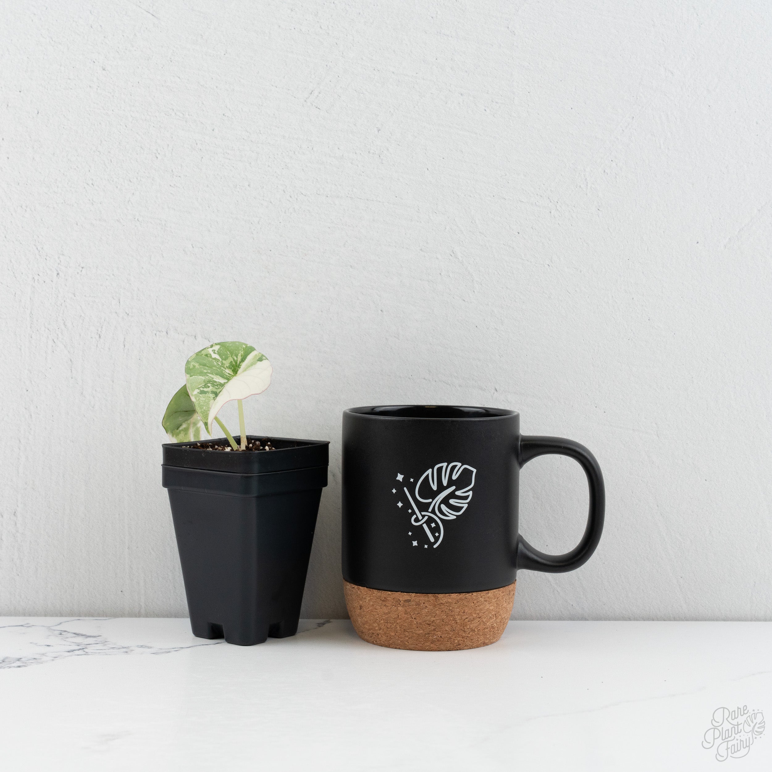 Alocasia 'Nebula' Albo Variegated (wk9-UM) – Rare Plant Fairy