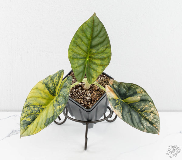 Alocasia 'Nebula' Aurea Variegated (wk11-UT) *Corming Size*