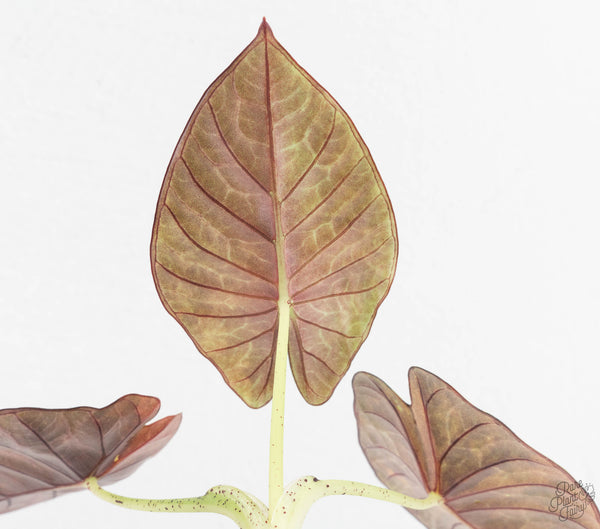 Alocasia 'Nebula' Aurea Variegated (wk11-UT) *Corming Size*