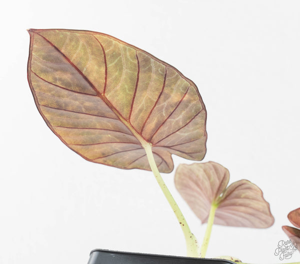 Alocasia 'Nebula' Aurea Variegated (wk11-UT) *Corming Size*