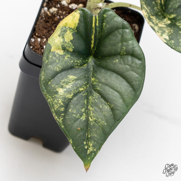 Alocasia 'Nebula' Aurea Variegated (wk45-M) *Corming Size*