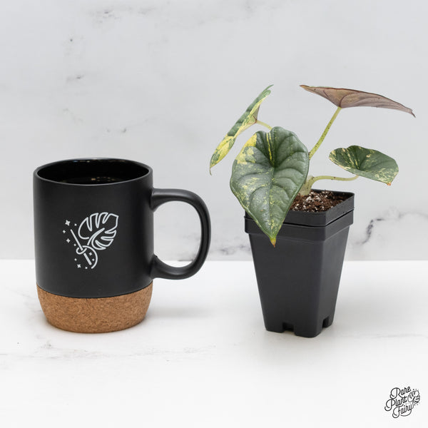 Alocasia 'Nebula' Aurea Variegated (wk45-M) *Corming Size*