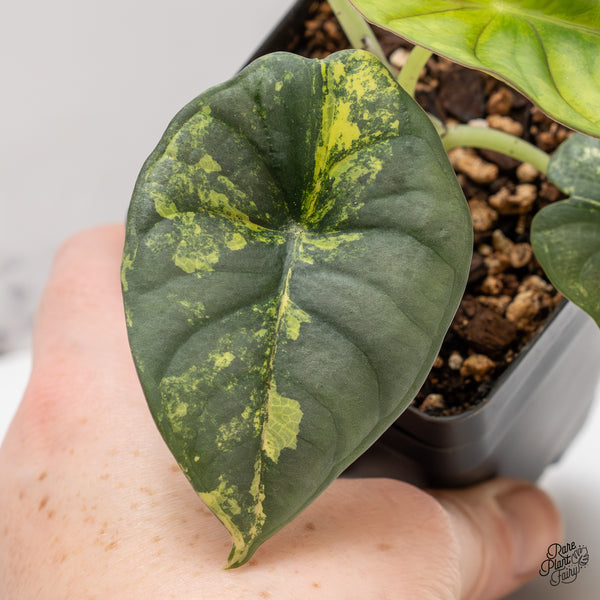 Alocasia 'Nebula' Aurea Variegated (wk47-J)