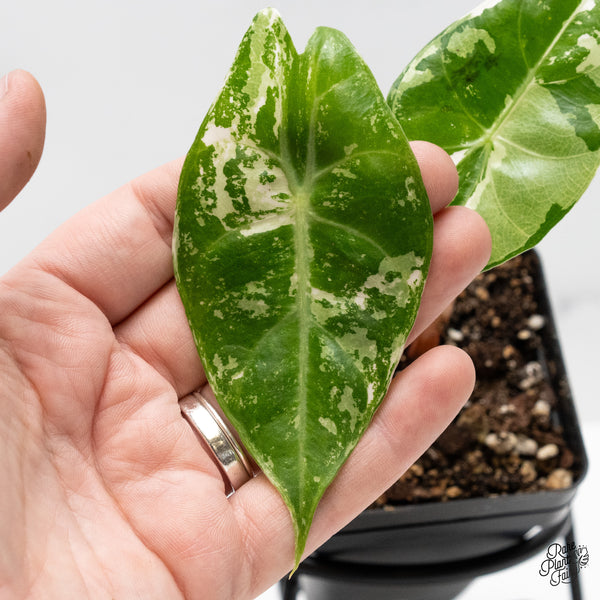 Alocasia 'Pink Dragon' Albo/Pink Variegated (wk51-T)