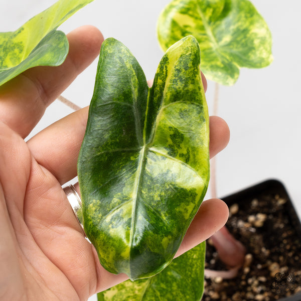 Alocasia 'Pink Dragon' Aurea Variegated (wk47-T)