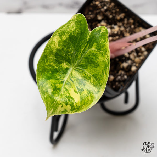 Alocasia 'Pink Dragon' Aurea Variegated (wk47-T)