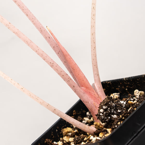 Alocasia 'Pink Dragon' Aurea Variegated (wk47-T)