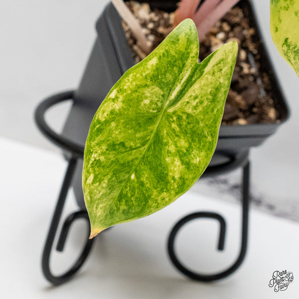 Alocasia 'Pink Dragon' Aurea Variegated (wk51-S)