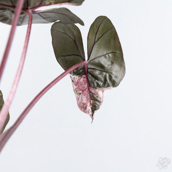 Alocasia 'Plumbea' Pink Variegated (wk10-UT)