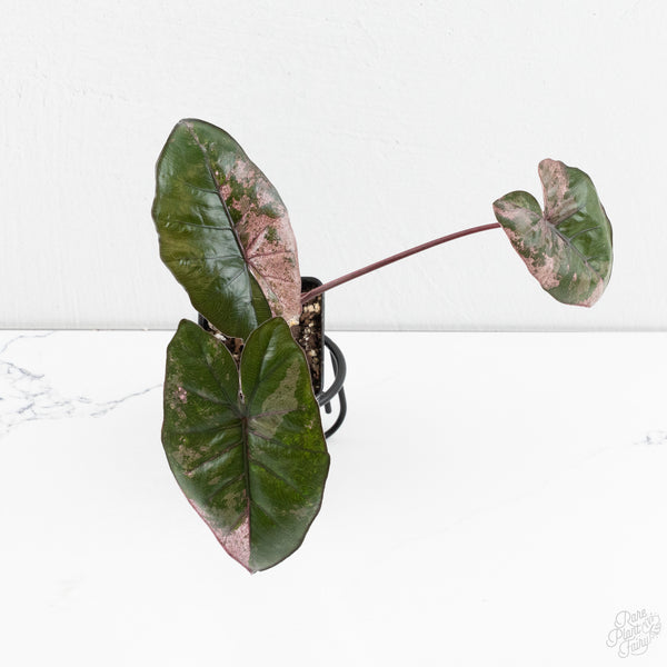 Alocasia 'Plumbea' Pink Variegated (wk9-UF)