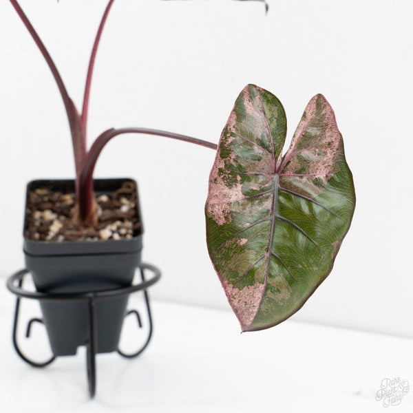 Alocasia 'Plumbea' Pink Variegated (wk9-UF)