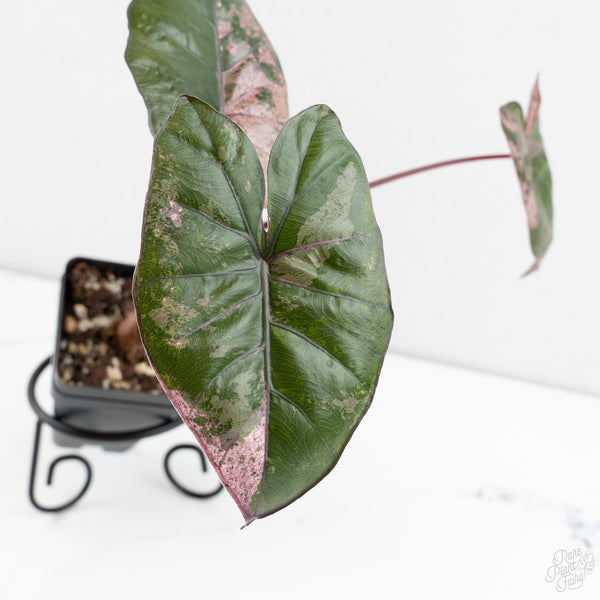 Alocasia 'Plumbea' Pink Variegated (wk9-UF)