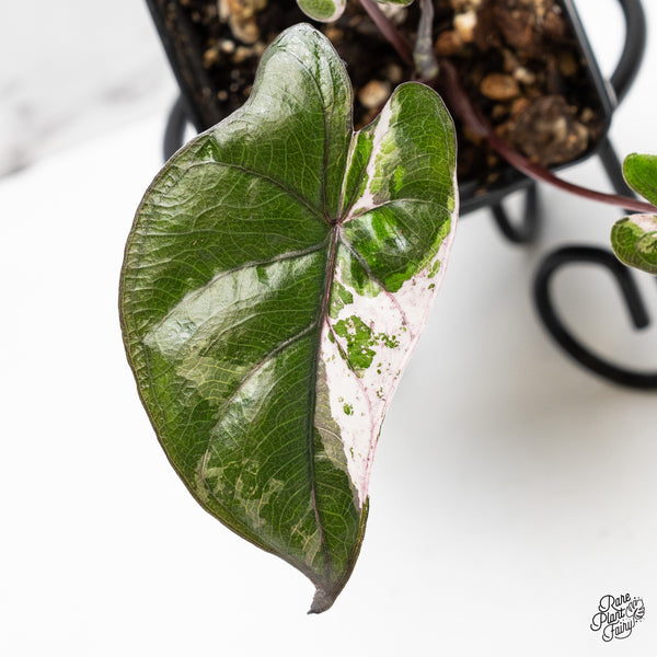 Alocasia 'Plumbea' Pink Variegated (wk51-H)