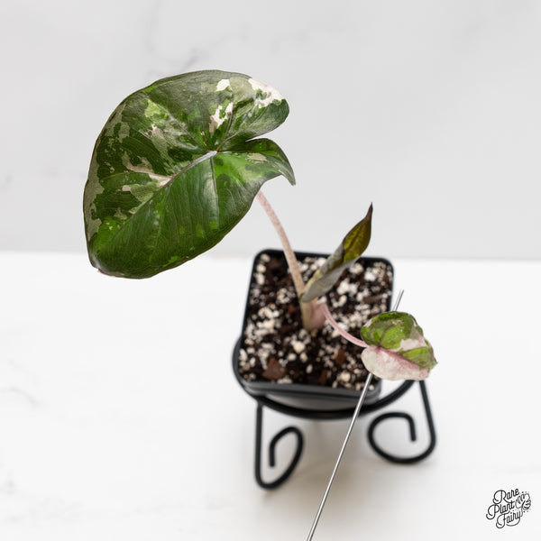 Alocasia 'Plumbea' Pink Variegated (wk3-M)