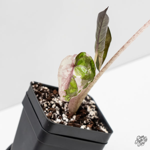 Alocasia 'Plumbea' Pink Variegated (wk3-M)