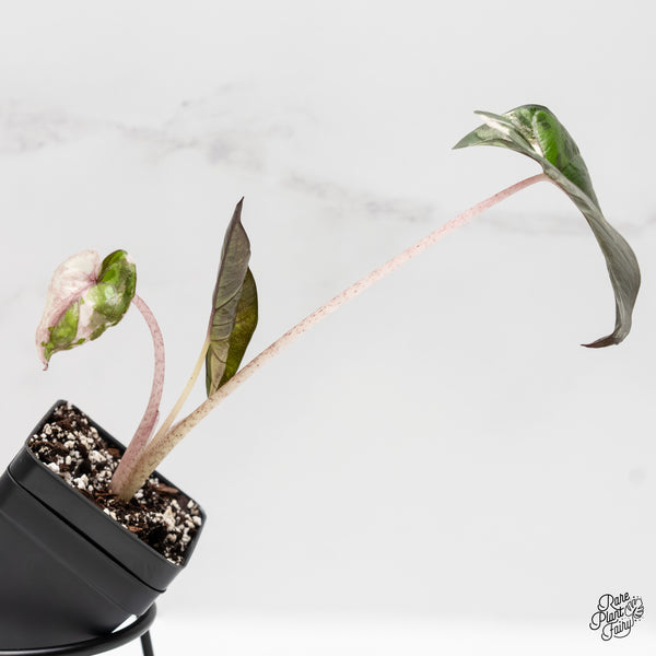 Alocasia 'Plumbea' Pink Variegated (wk3-M)