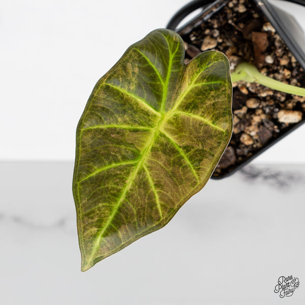 Alocasia 'Regal Shields' Aurea Variegated (wk51-A)