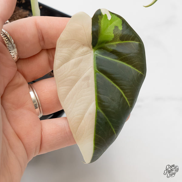 Alocasia 'Regal Shield' albo variegated (wk6-M)