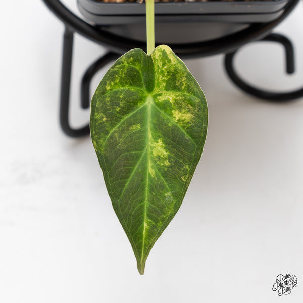 Alocasia 'Regal Shields' Aurea Variegated (wk44-D) *Corming size*