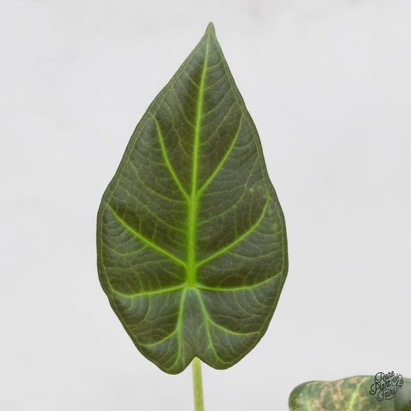 Alocasia 'Regal Shields' Aurea Variegated (wk44-D) *Corming size*