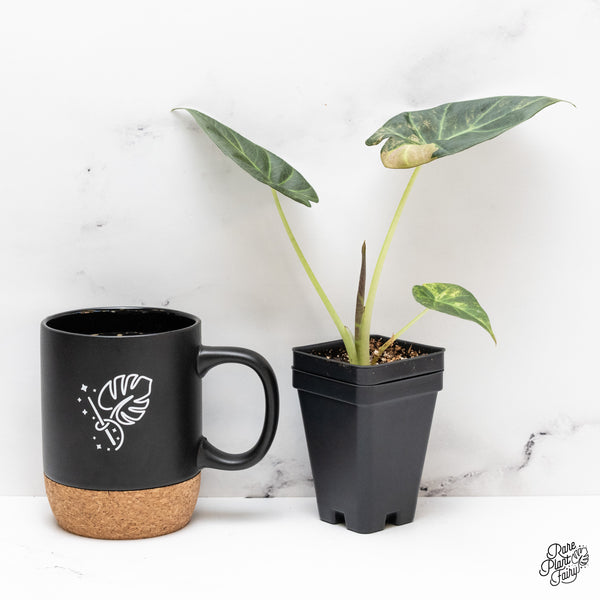 Alocasia 'Regal Shields' Aurea Variegated (wk44-D) *Corming size*