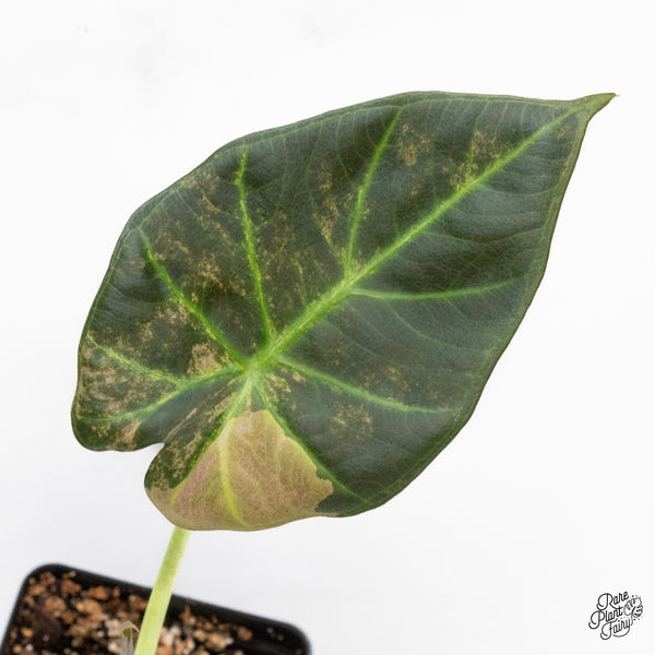 Alocasia 'Regal Shields' Aurea Variegated (wk44-D) *Corming size*