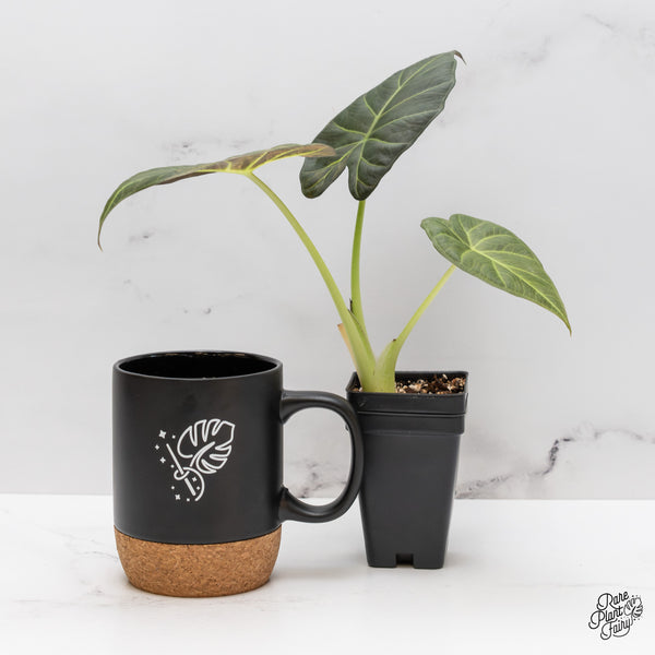 Alocasia 'Regal Shields' Aurea Variegated (wk46-O)