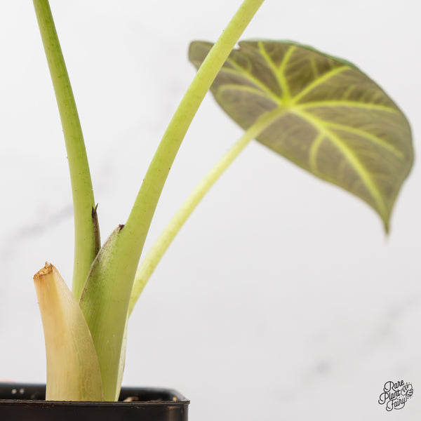 Alocasia 'Regal Shields' Aurea Variegated (wk46-O)