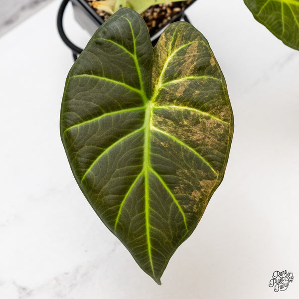 Alocasia 'Regal Shields' Aurea Variegated (wk46-O)