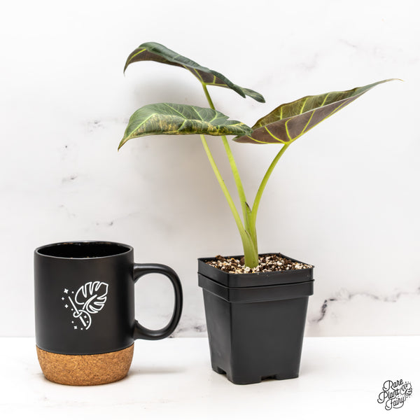 Alocasia 'Regal Shields' Aurea Variegated (wk47-S)