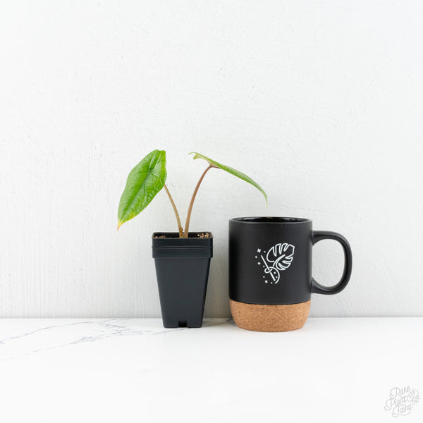 Alocasia 'Scalprum' Aurea Variegated (wk9-UG)