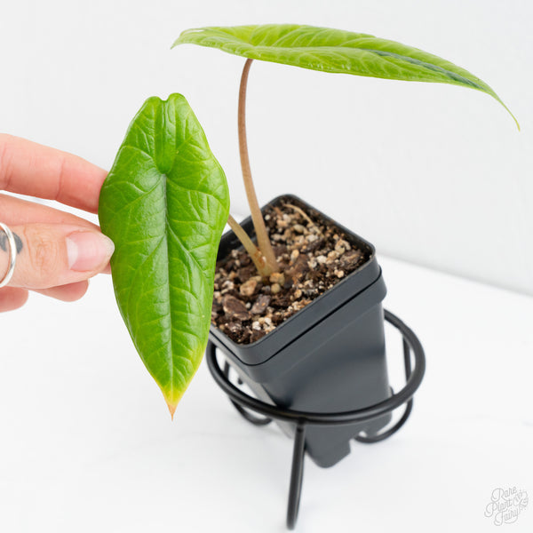 Alocasia 'Scalprum' Aurea Variegated (wk9-UG)