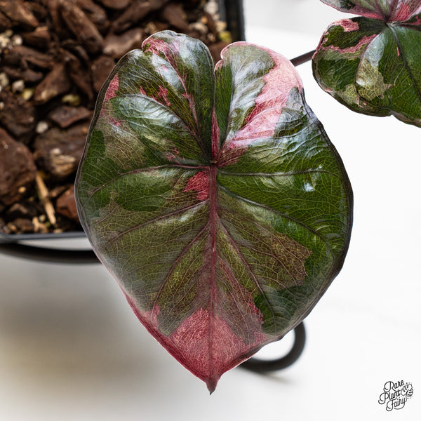 Alocasia 'Serendipity' Pink Variegated (wk51-U)