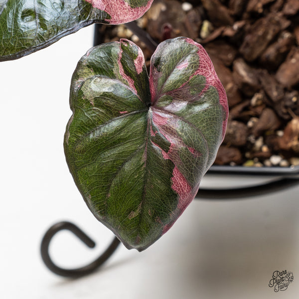 Alocasia 'Serendipity' Pink Variegated (wk51-U)