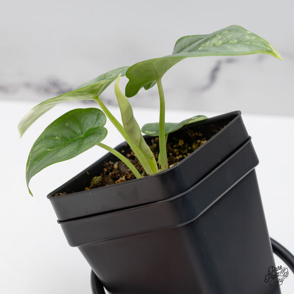 Alocasia 'Silver Dragon' Albo Variegated (wk46-L)