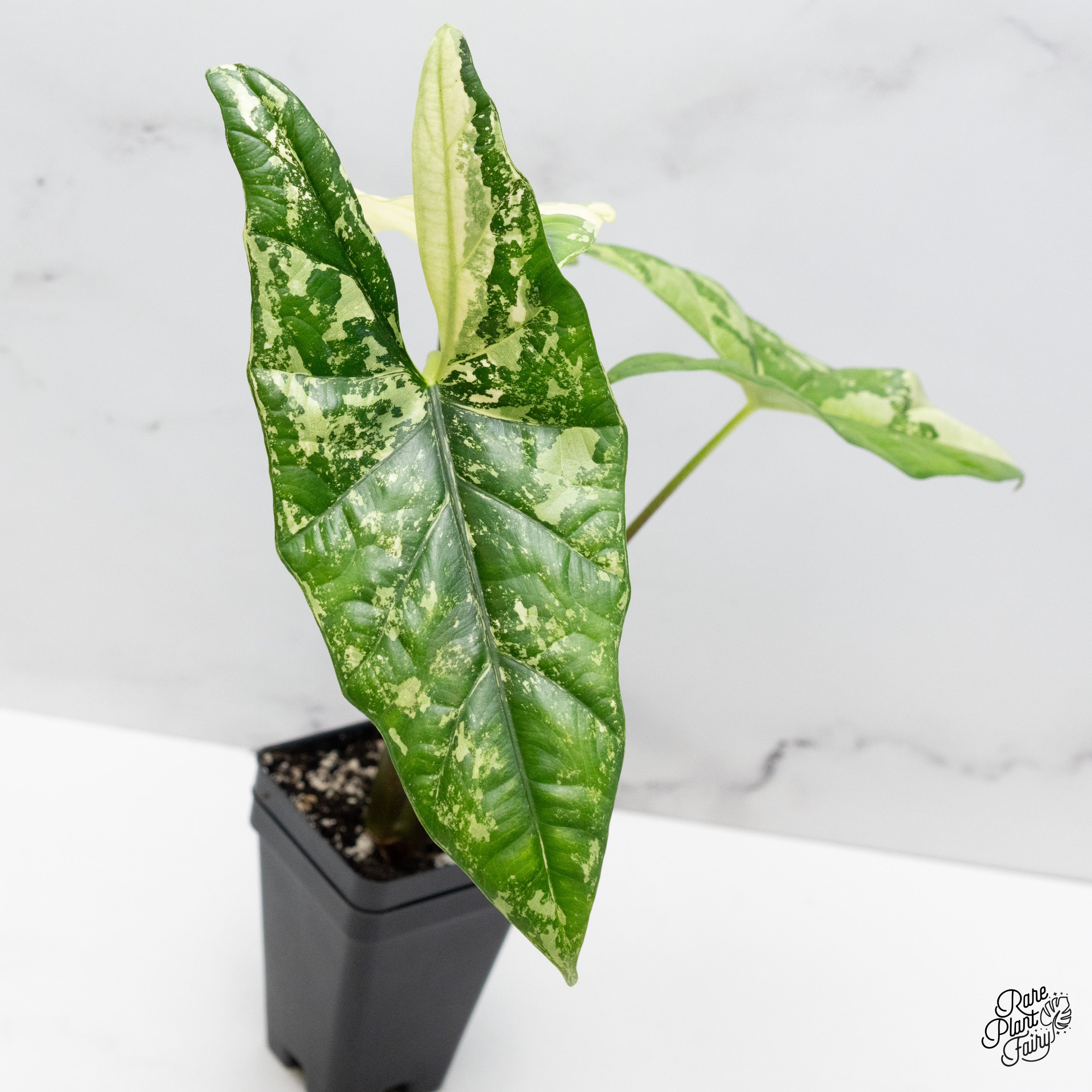 速達【アロカシア・シンポ　albo var.】芋 Alocasia_Simpo_albovariegated2