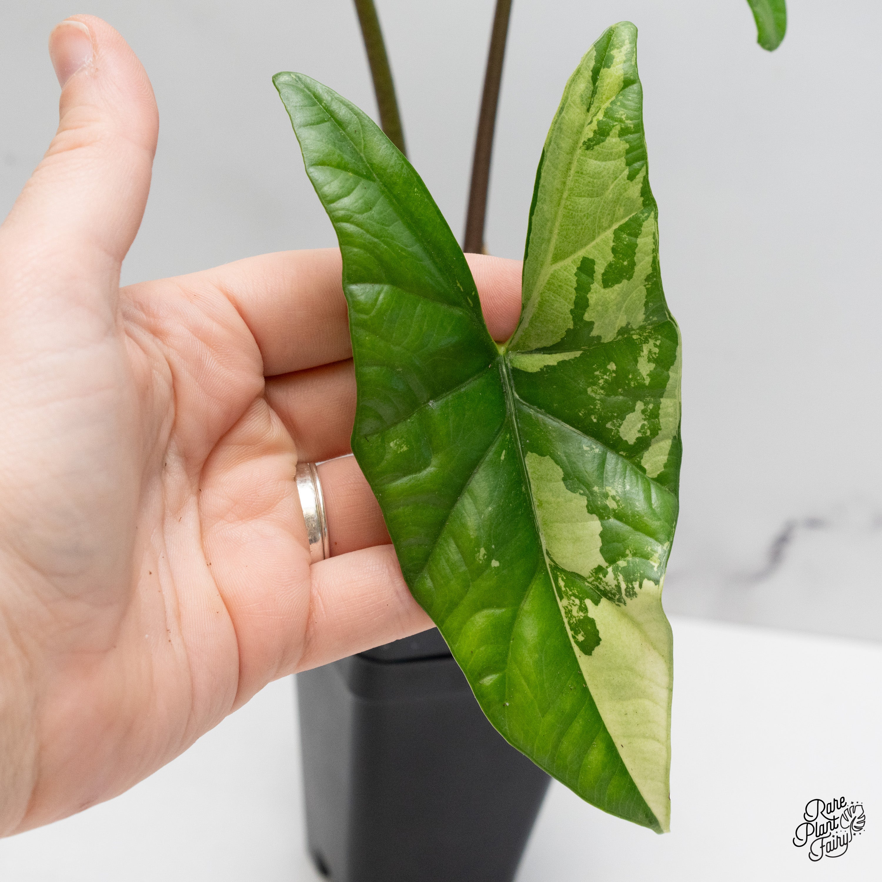 Alocasia 'Simpo' Albo Variegated (wk40-A) – Rare Plant Fairy