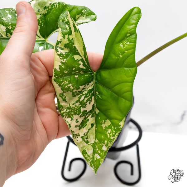 Alocasia 'Simpo' Albo Variegated (wk43-M)