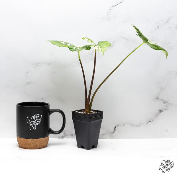 Alocasia 'Simpo' Albo Variegated (wk43-M)