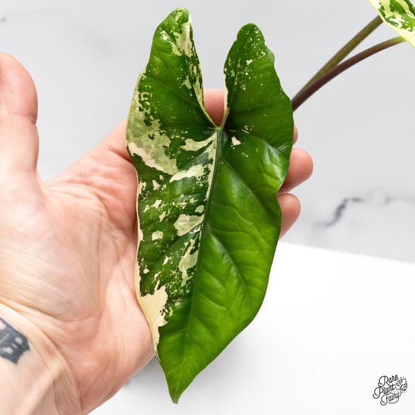 Alocasia 'Simpo' Albo Variegated (wk43-M)