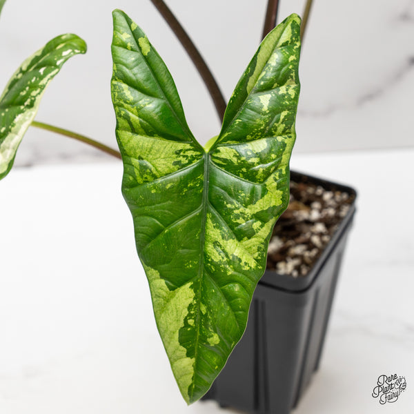 Alocasia 'Simpo' Albo Variegated (wk45-R) *Corming Size*