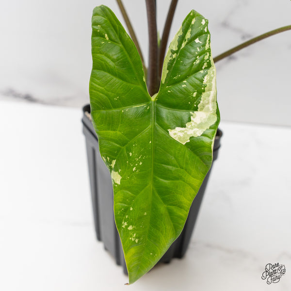 Alocasia 'Simpo' Albo Variegated (wk45-R) *Corming Size*