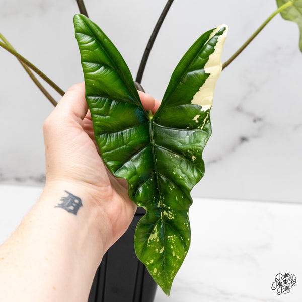 Alocasia 'Simpo' Albo Variegated (wk45-R) *Corming Size*