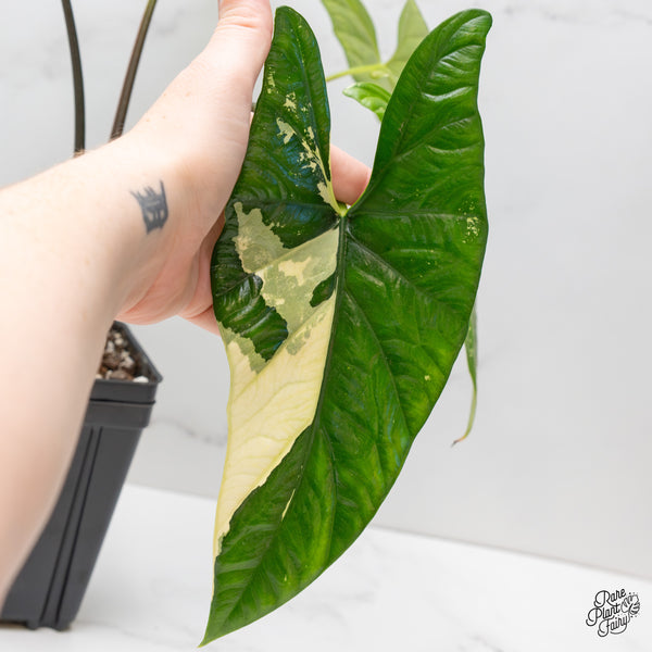 Alocasia 'Simpo' Albo Variegated (wk45-R) *Corming Size*