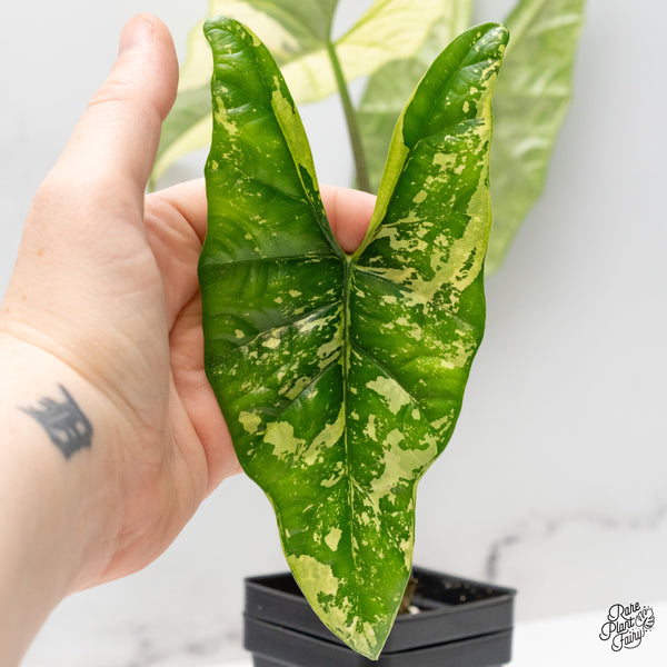 Alocasia 'Simpo' Albo Variegated (wk48-H) *Corming Size*