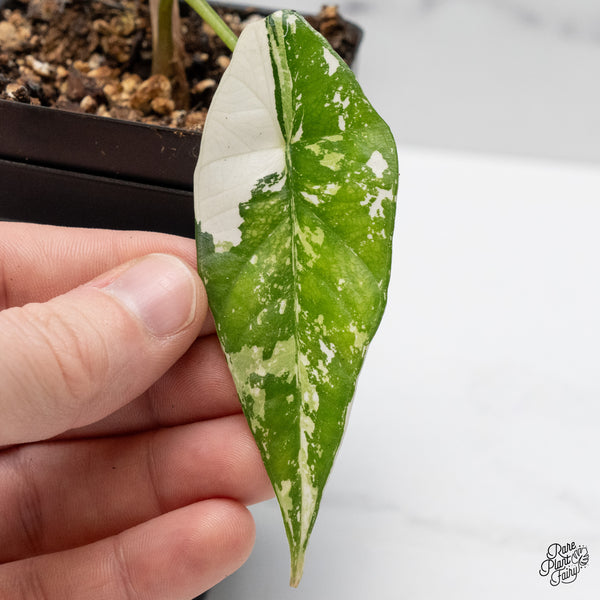 Alocasia 'Simpo' Albo Variegated (wk48-I)