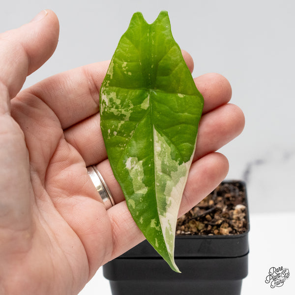 Alocasia 'Simpo' Albo Variegated (wk48-I)
