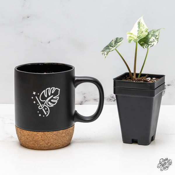 Alocasia 'Simpo' Albo Variegated (wk51-N)