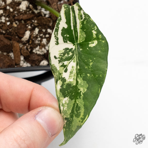 Alocasia 'Simpo' Albo Variegated (wk51-N)